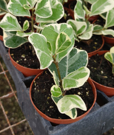 2" Ficus Triangularis Var